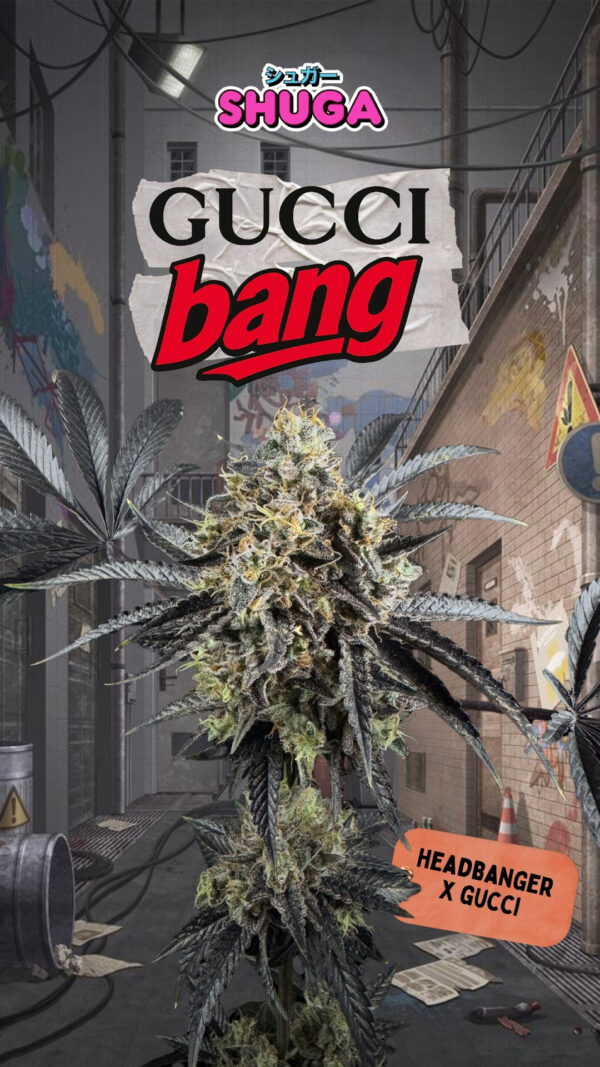 guccibang stories 7.jpg