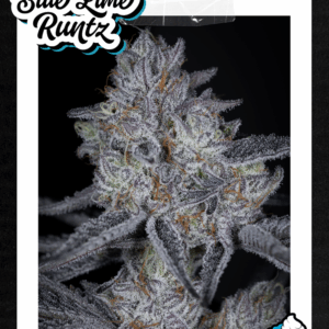 blue lime runtz bluntz x key lime pie.png