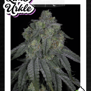 lime urkle did i do that x key lime pie.png