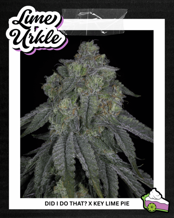 lime urkle did i do that x key lime pie.png