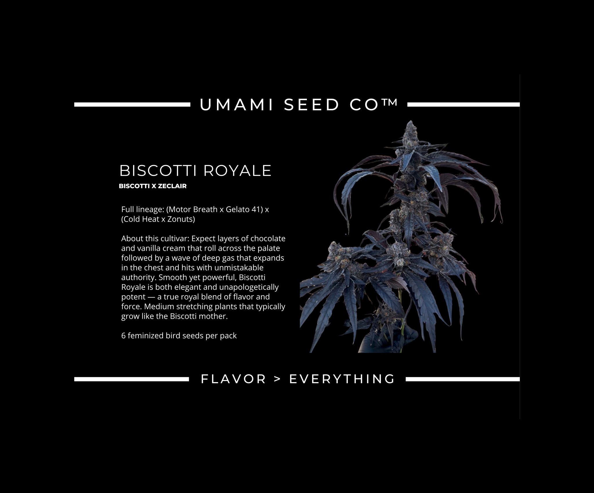 BISCOTTI ROYALE BISCOTTI X ZECLAIR 4 scaled 1.jpeg