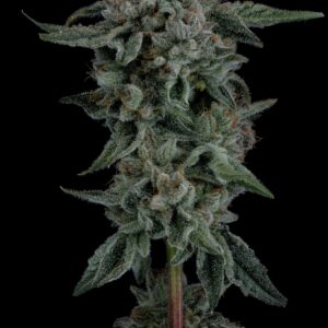 ZSKITTLEZ X KUSH MINTS 11 X WILD CHERRY COLA 2 SMG