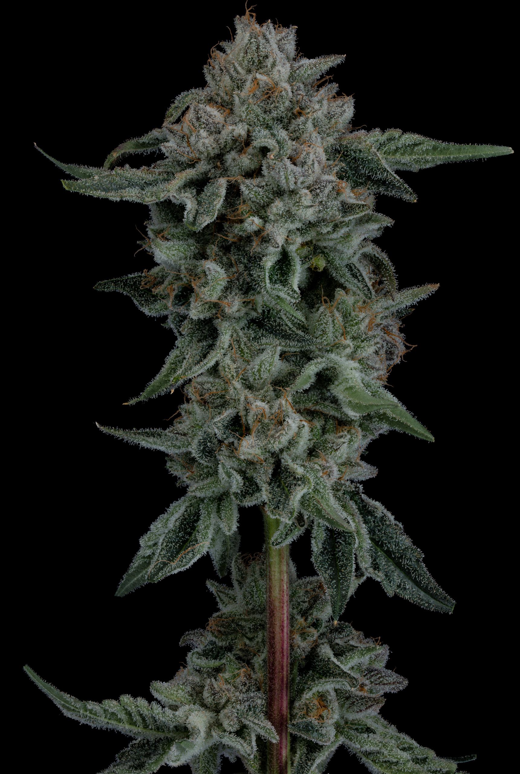 ZSKITTLEZ X KUSH MINTS 11 X WILD CHERRY COLA 2 SMG