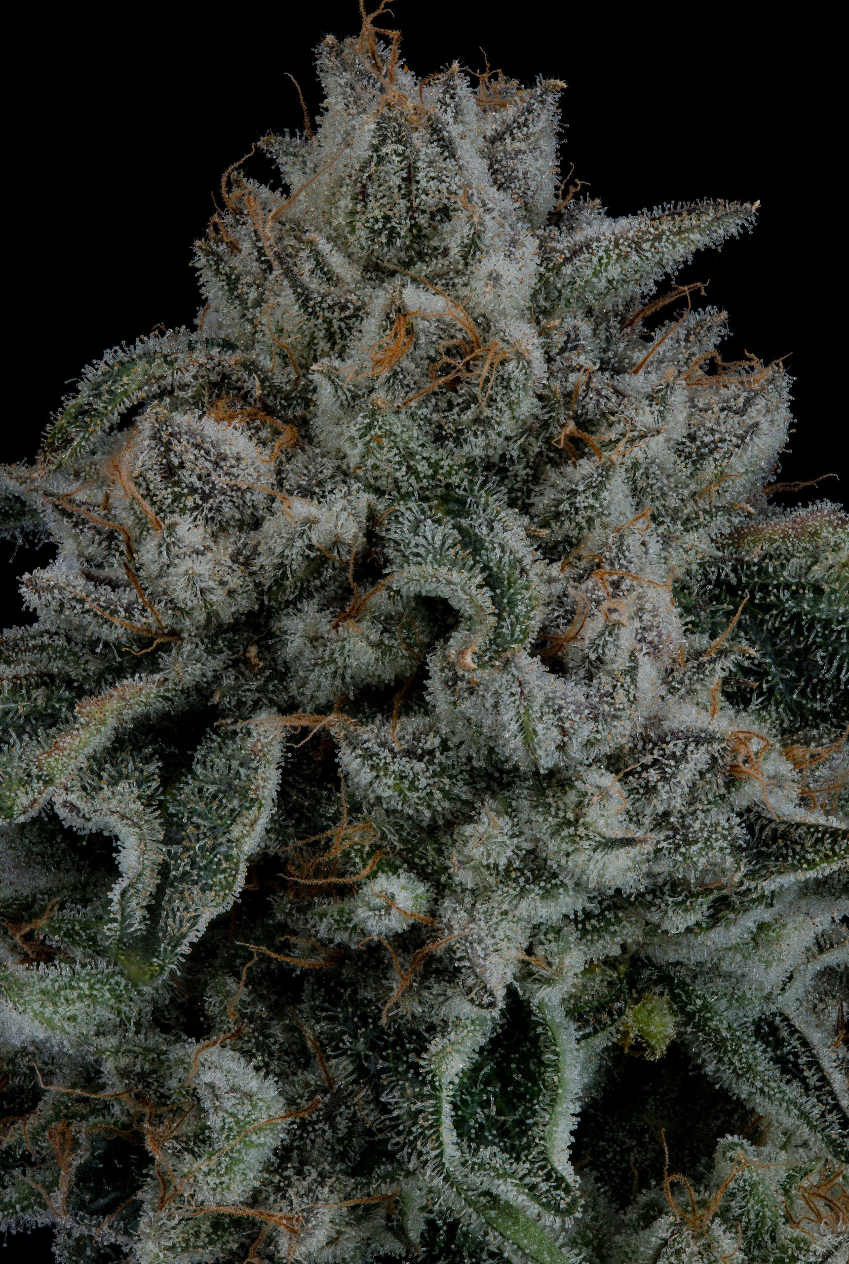 ZSKITTLEZ X KUSH MINTS 11 X WILD CHERRY COLA 3 SMG (1)