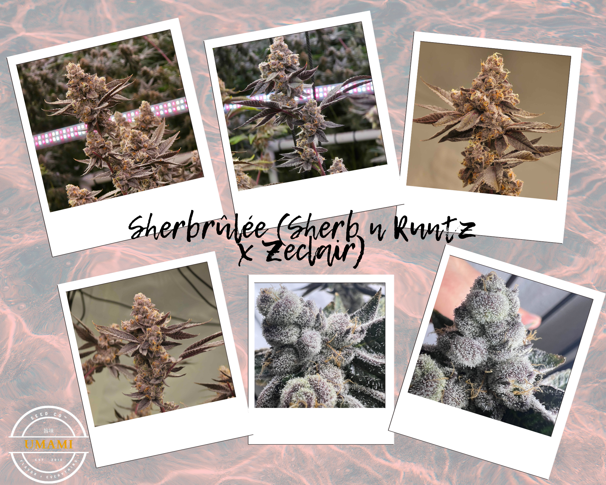umami sherbrulee umami sherbrulee