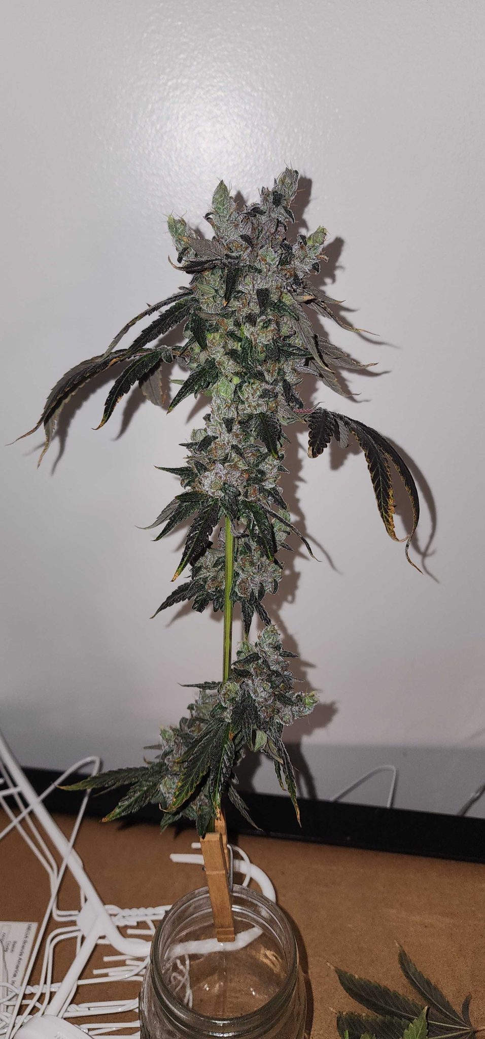 Gushari Poison gushers x Zeclair 3 scaled 1.jpeg