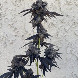 Gushari Poison gushers x Zeclair 4 scaled 1.jpeg