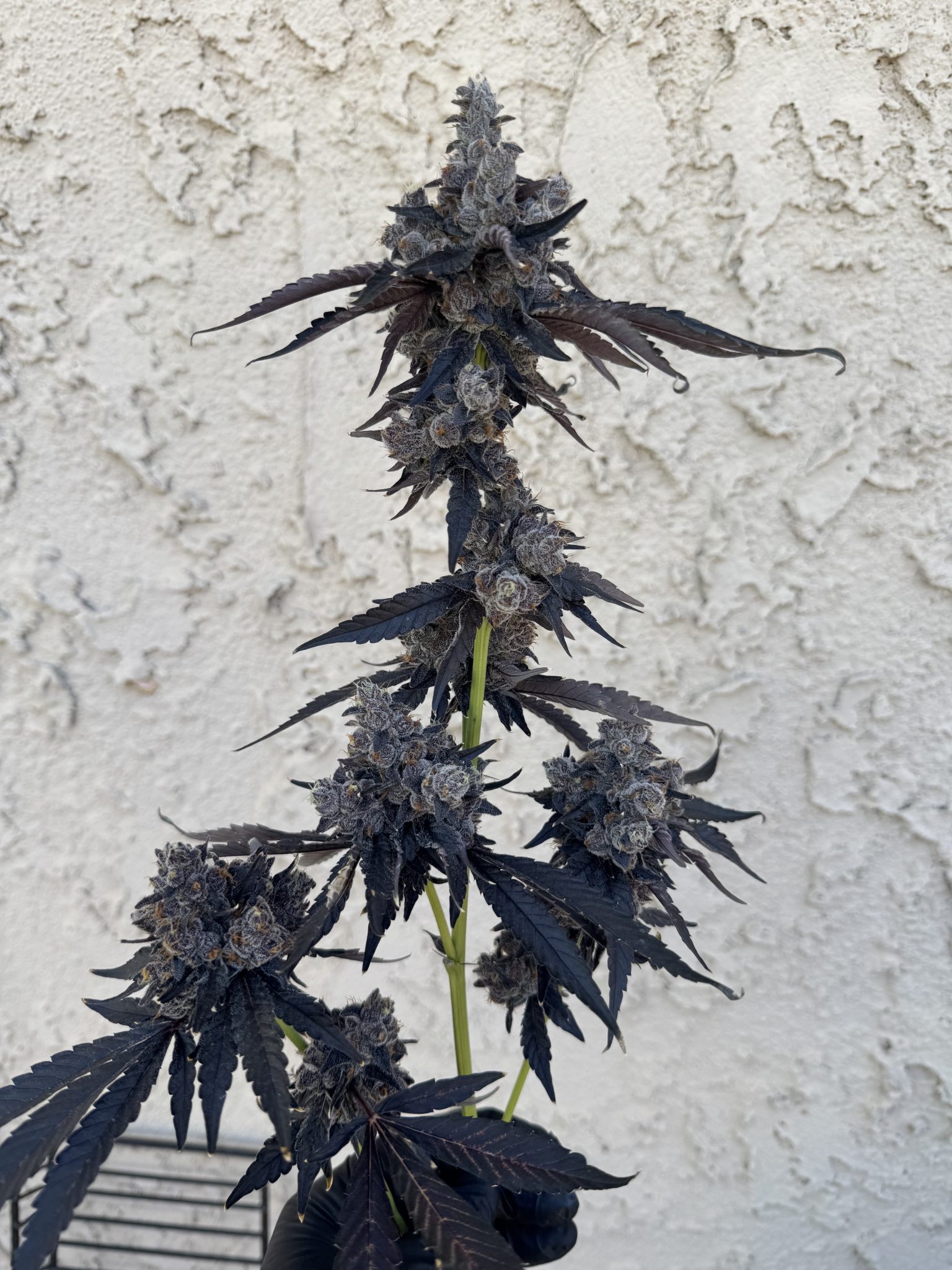 Gushari Poison gushers x Zeclair 4 scaled 1.jpeg