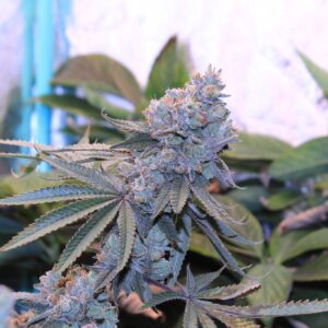 Lime Suki Bacio x Zuchi x Limecai scaled 1.jpeg