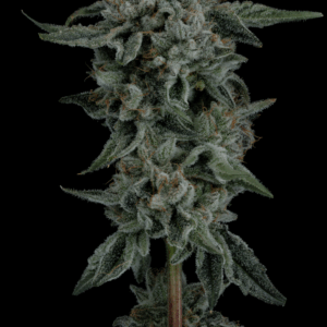 HALL PASS Permanent ParadisexWildCherry tall 1032x1536