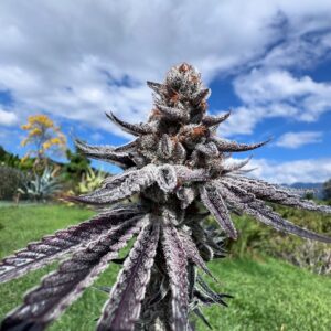 Purple Ink CHILE VERDE X ZUCHI X LIMECAI.jpeg