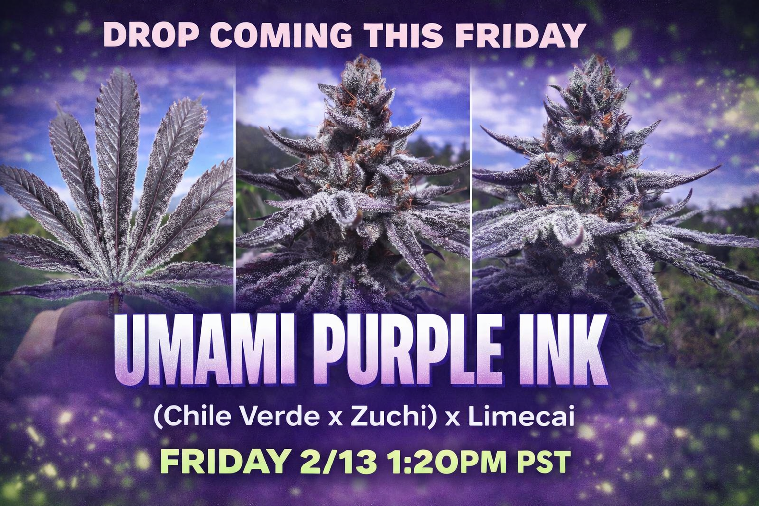 Umami Purple Ink Umami Purple Ink
