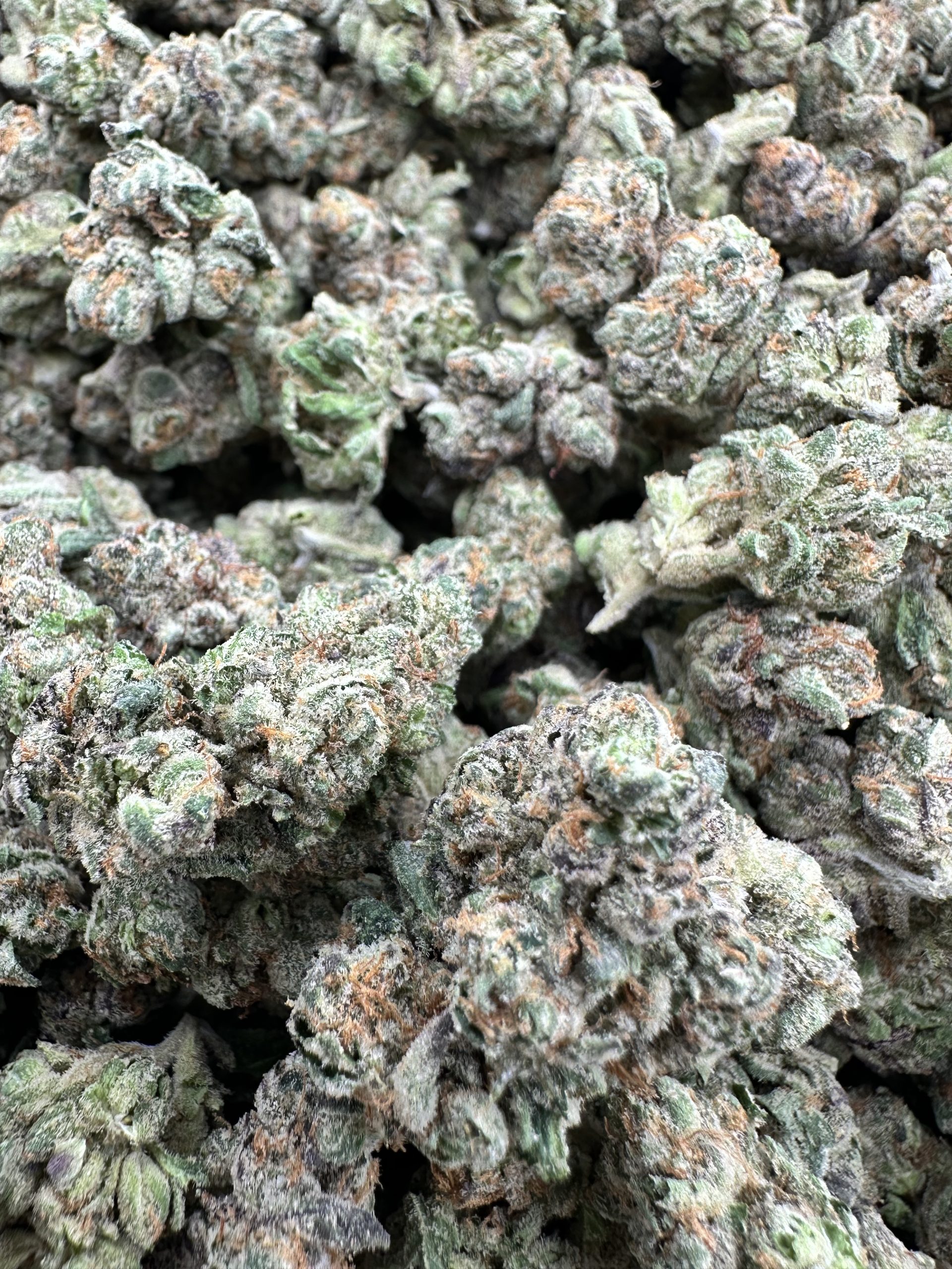 IMG 8830 scaled 1.jpeg