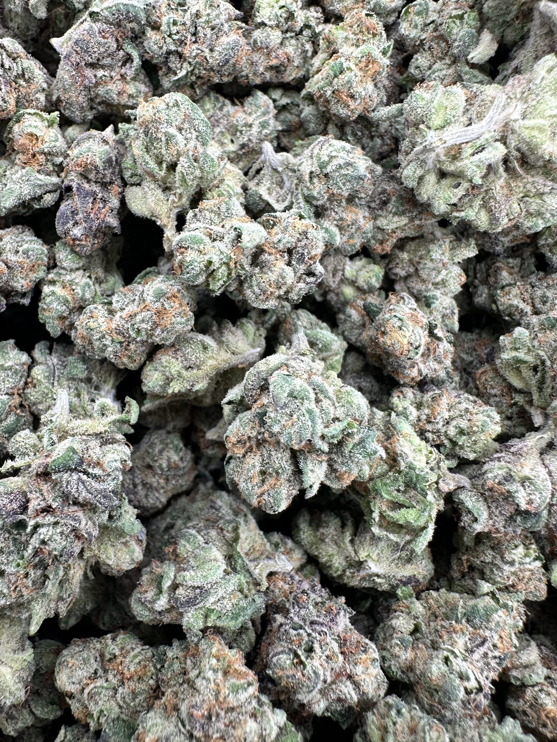 IMG 8831 scaled 1.jpeg