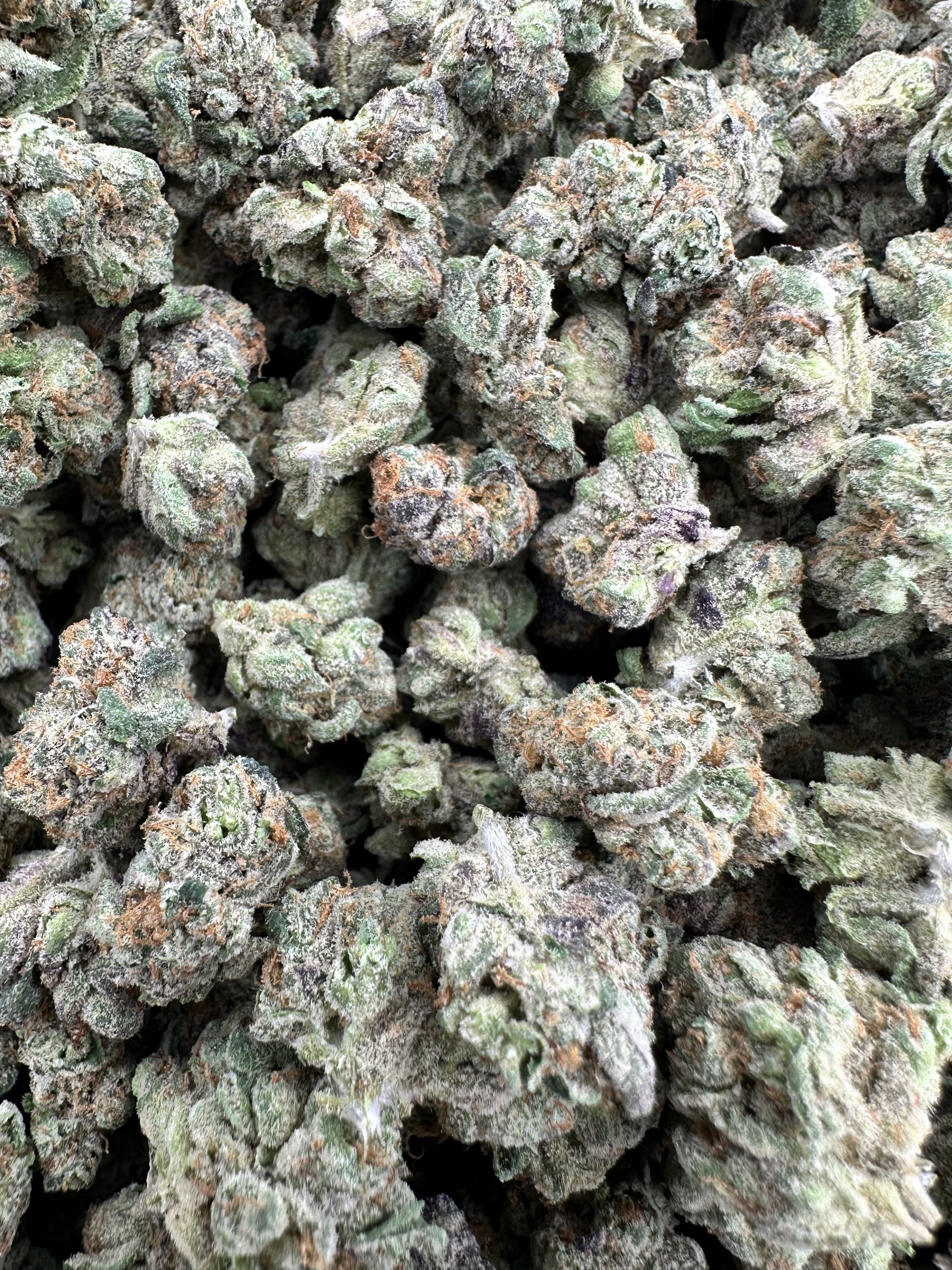 IMG 8832 scaled 1.jpeg