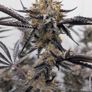 Kakashi Zabuza 6 x Zeclair scaled 1.jpg