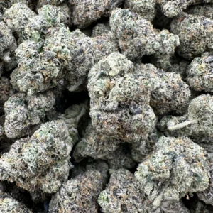 bluephoria scaled 1.webp