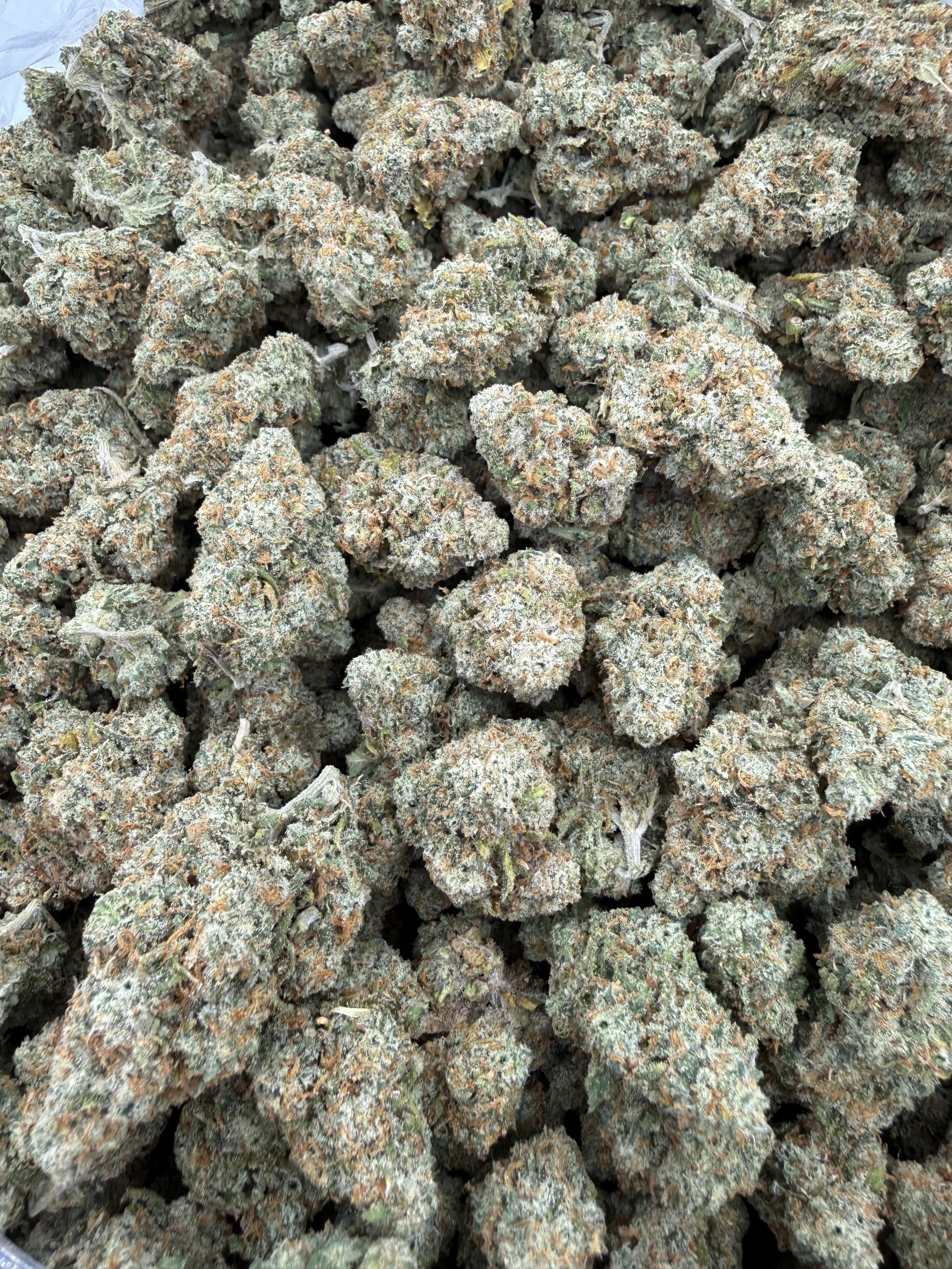 jack h scaled 1.jpeg