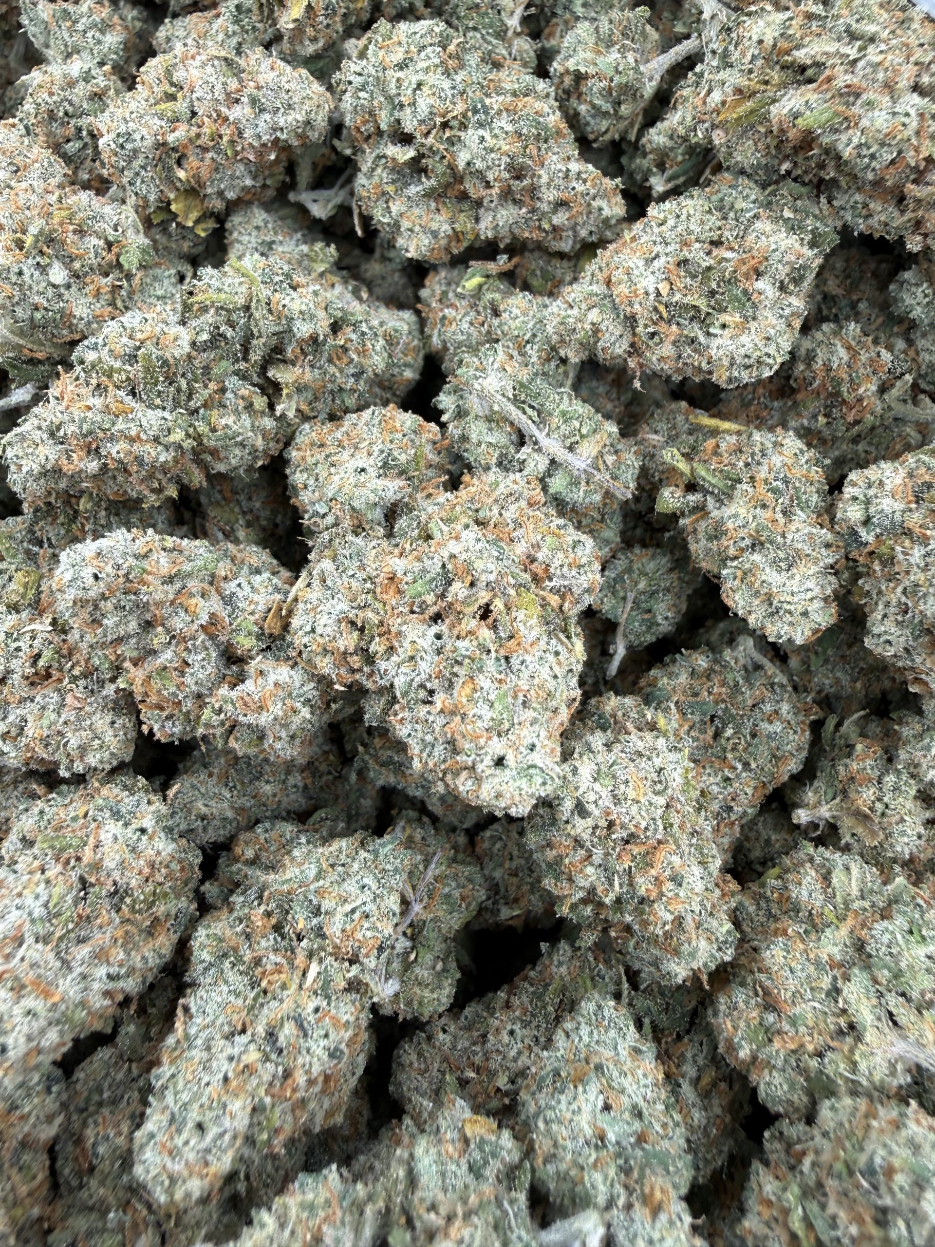 jack herer 2 scaled 1.jpeg