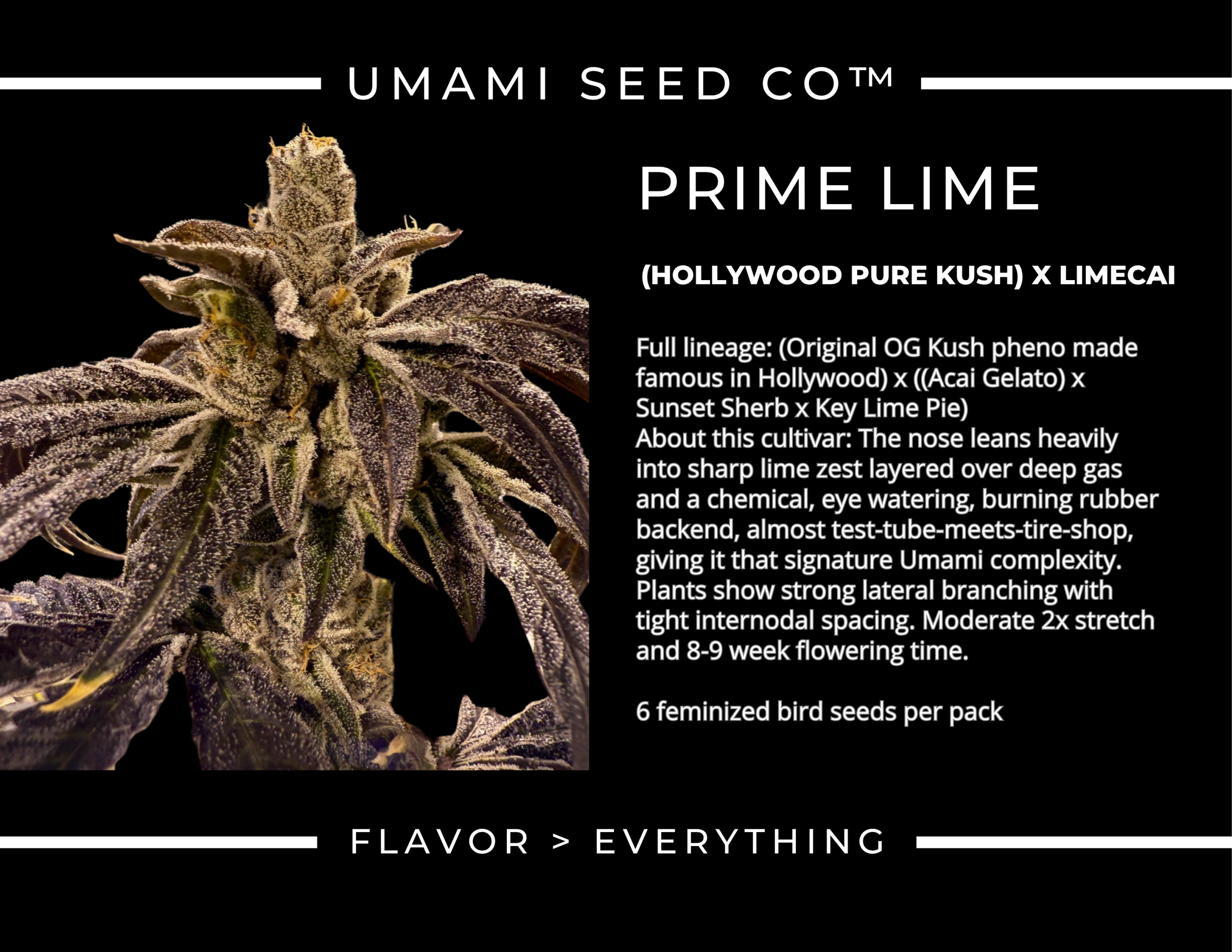 PRIME LIME HOLLYWOOD PURE KUSH X LIMECAI 4 scaled 1.png PRIME LIME HOLLYWOOD PURE KUSH X LIMECAI 4 scaled 1.png