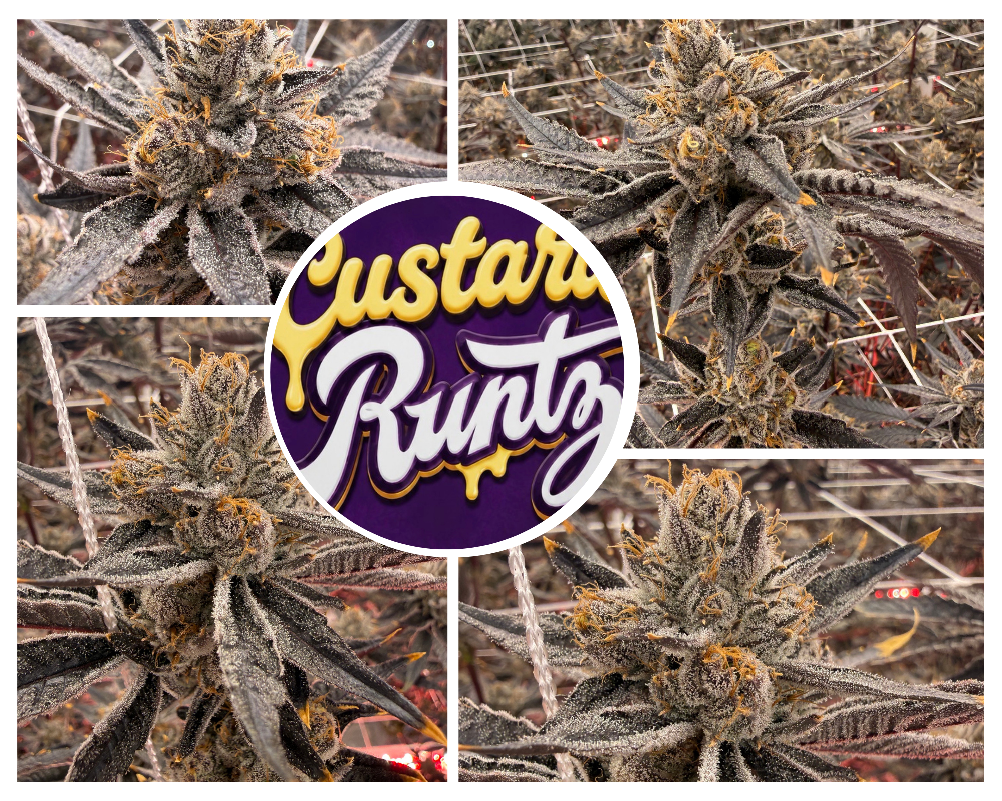 Custard Runtz