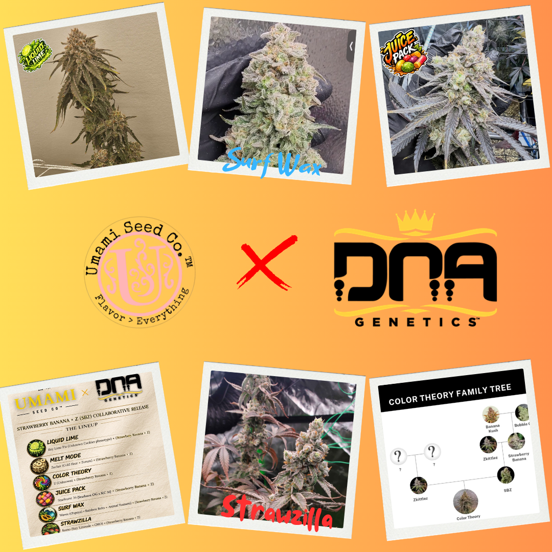 Umami x Dna