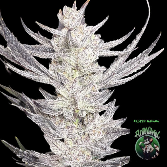 Floraganix – Frozen Havana