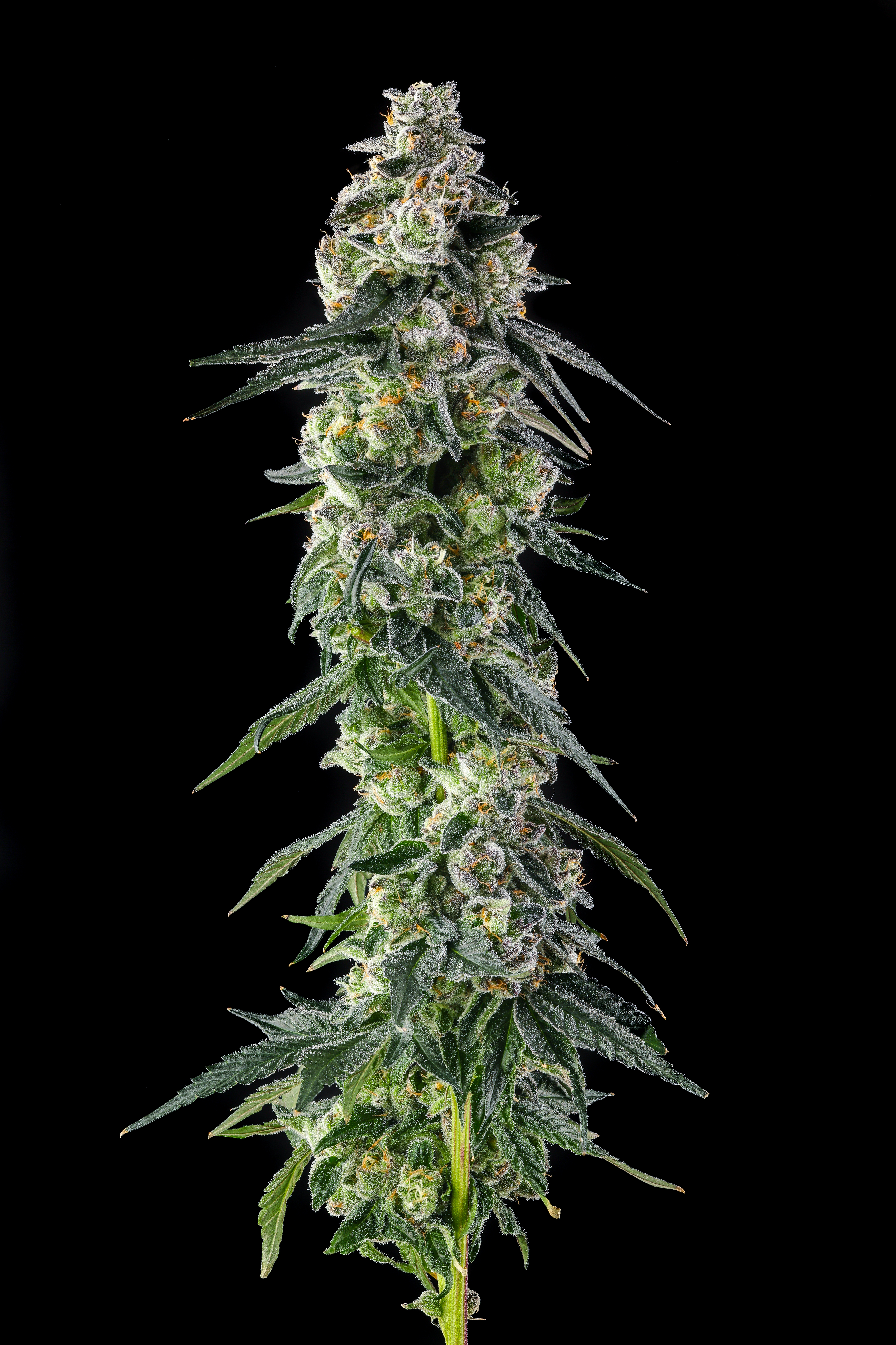 Compound Genetics- Afters (Feminized)