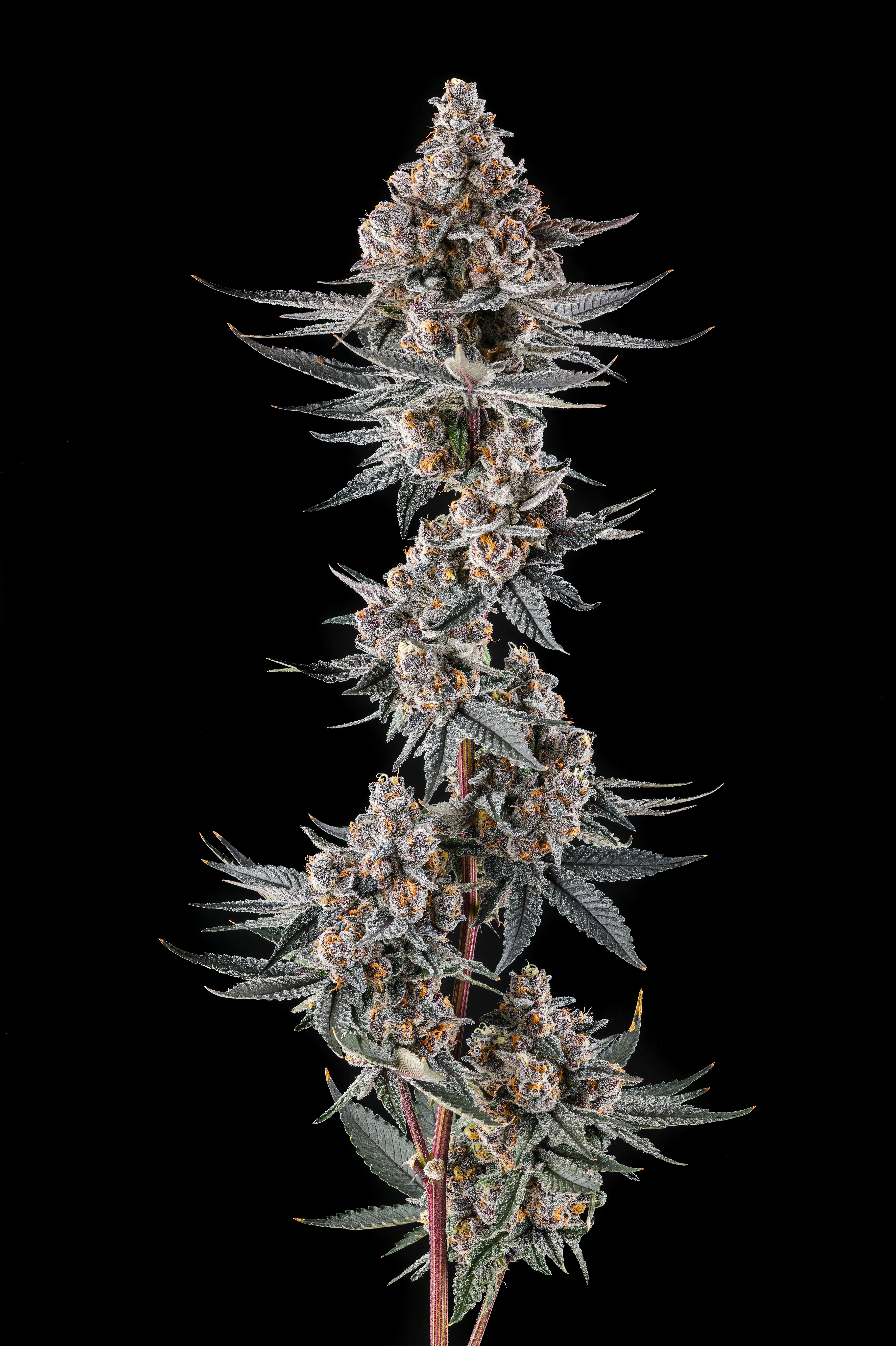Compound Genetics- Eye of Jah (Feminized)