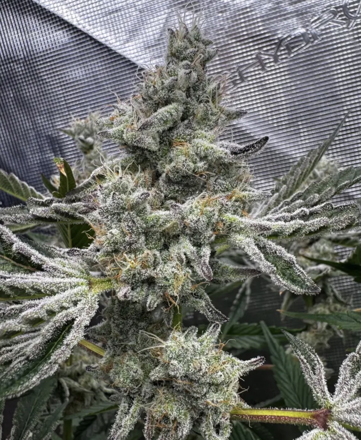 Floraganix – Sour Keyz