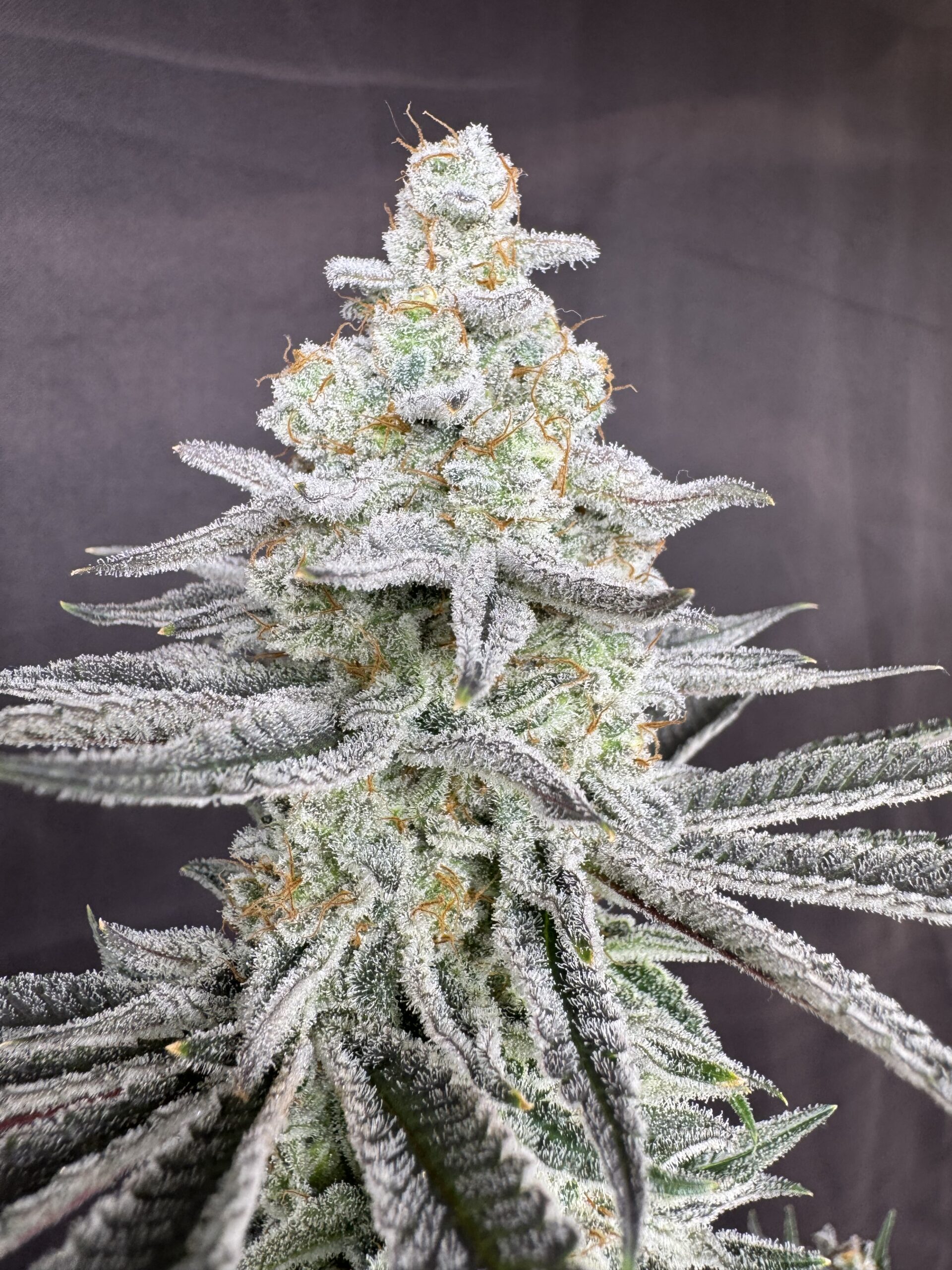 Floraganix – Sugah Stix