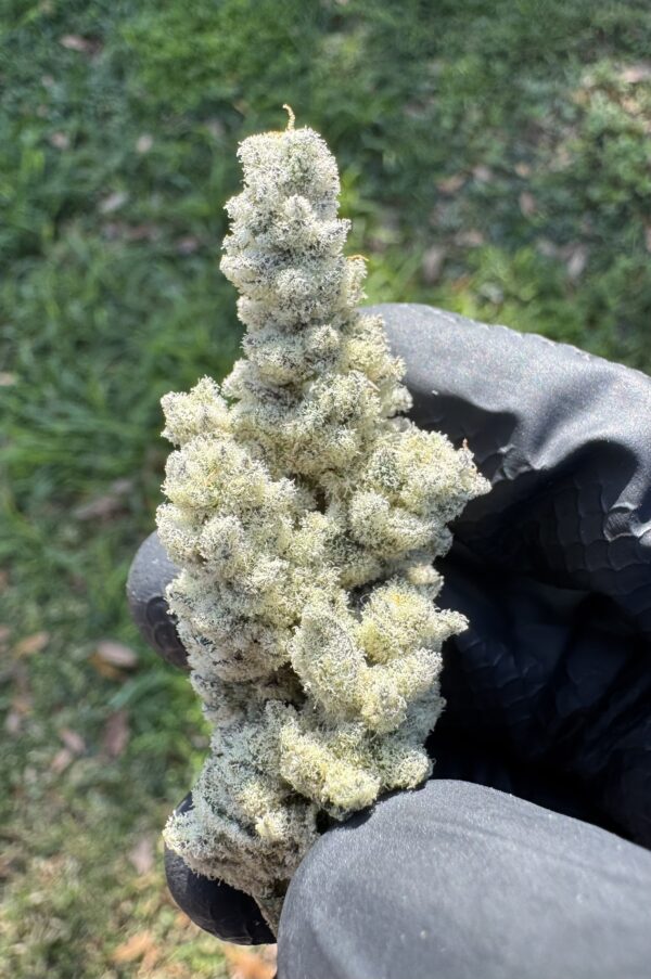 Floraganix – White Flamingo