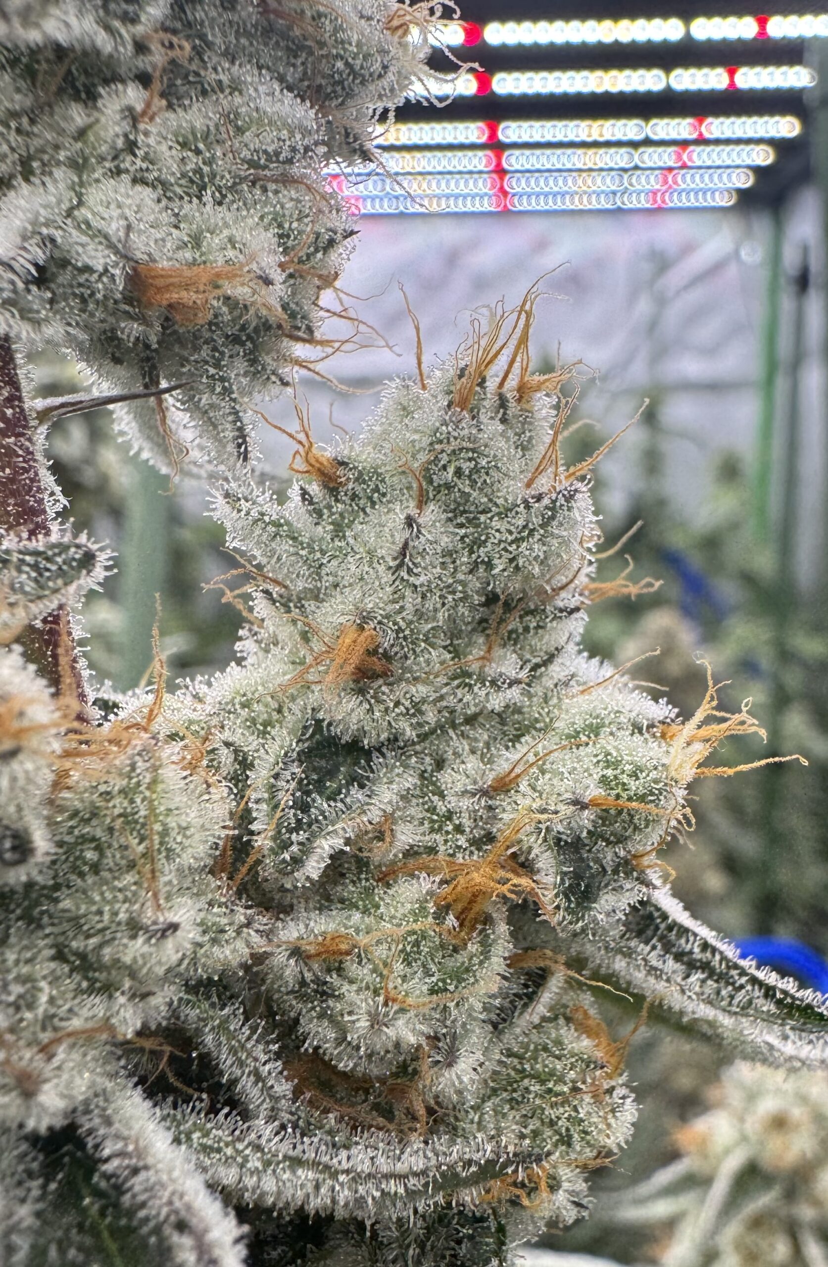Floraganix – Aloha Breath