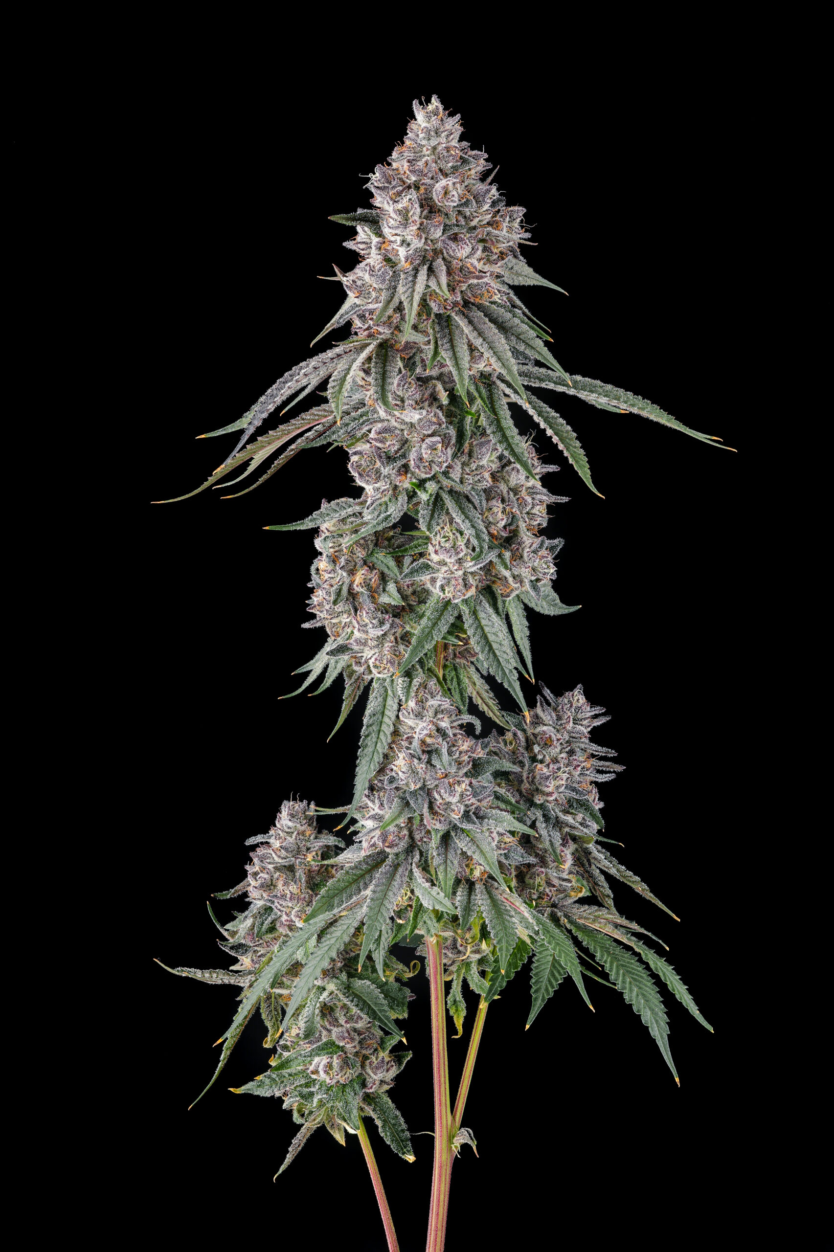 Compound Genetics- Lemon Chain (Feminized)
