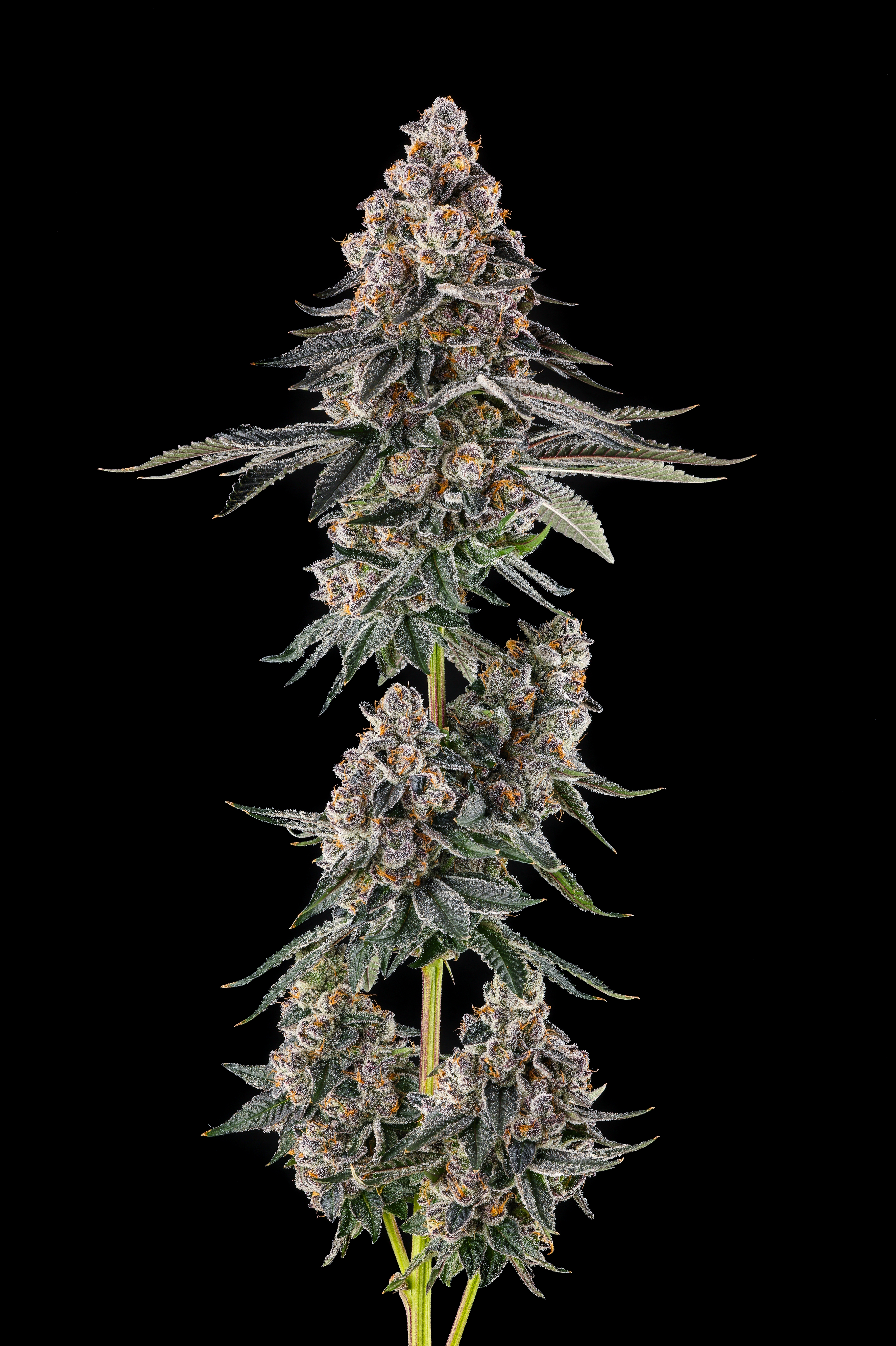 Compound Genetics- Mailbox Money (Feminized)