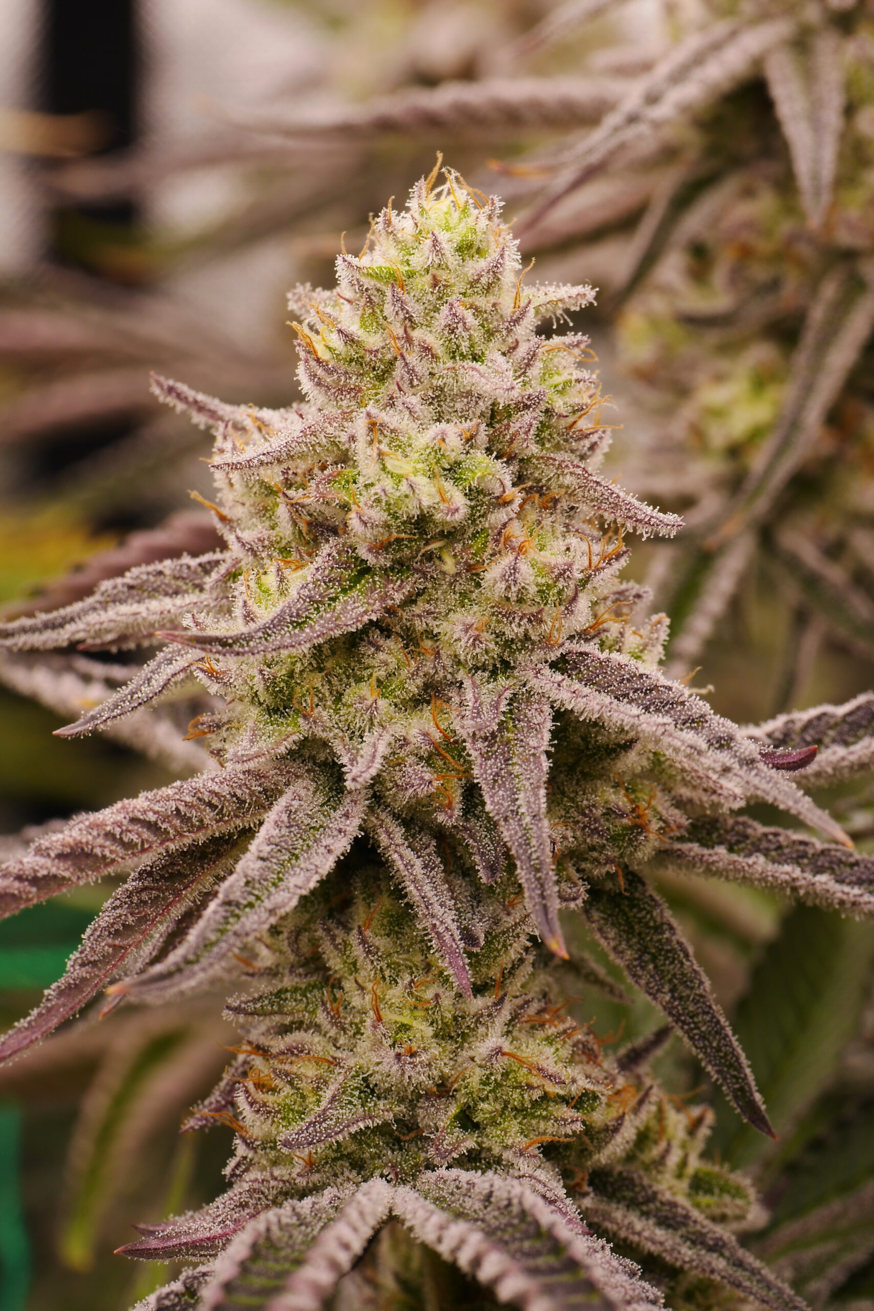 Floraganix – Space Fuel
