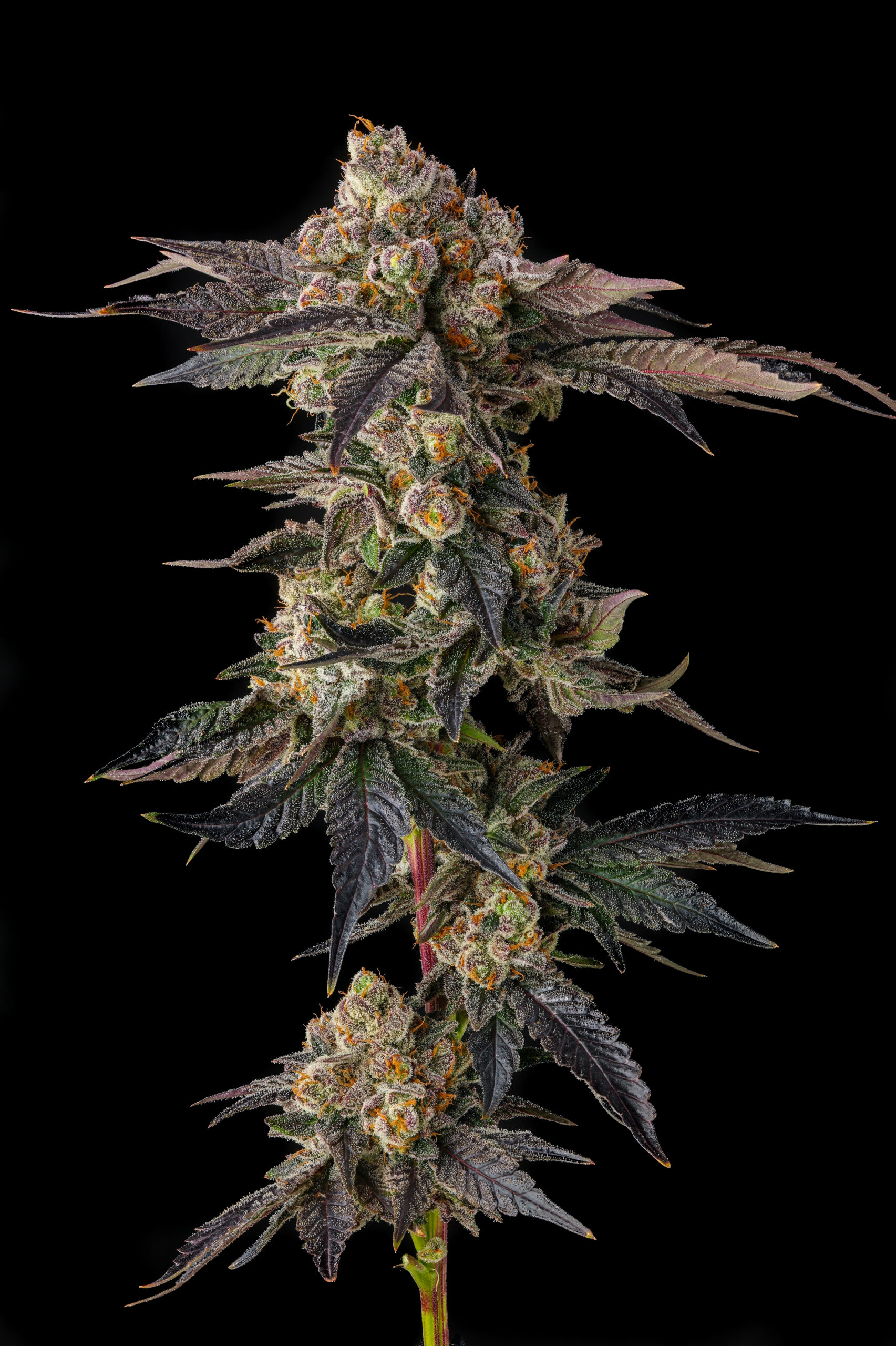 Compound Genetics- Pamellowz (Feminized)
