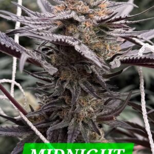 MIDNIGHT FIZZ Black Sapphire Black Cherry Soda × Blue Zushi × Platinum.jpg