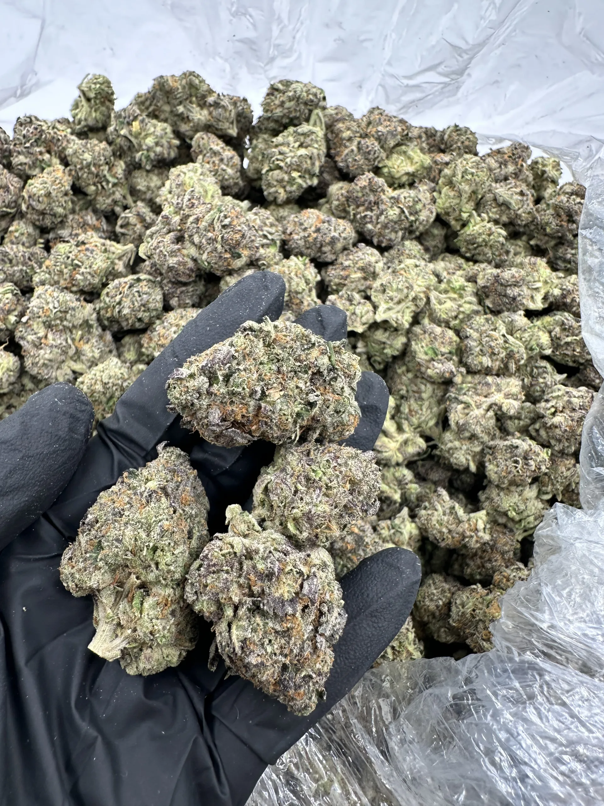 Blueberry Cheesecake top-shelf flower showing dense frosty trichomes and refined calyx in premium hand-display macro