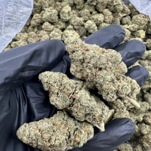 Premium Jedi Kush flower – hand-selected buds with dense structure, heavy trichome frost, and refined brown pistil detail