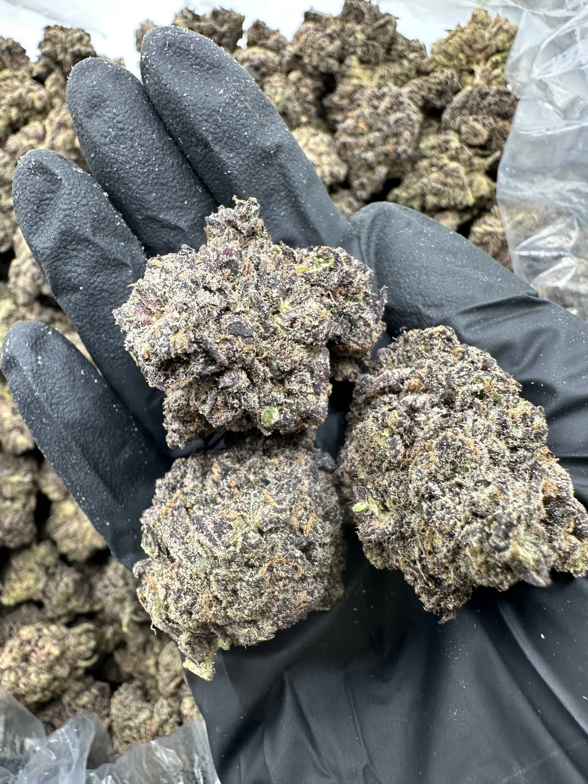 Mermaid Tears macro with frosty dense buds, chunky calyx structure, and refined trichome coverage