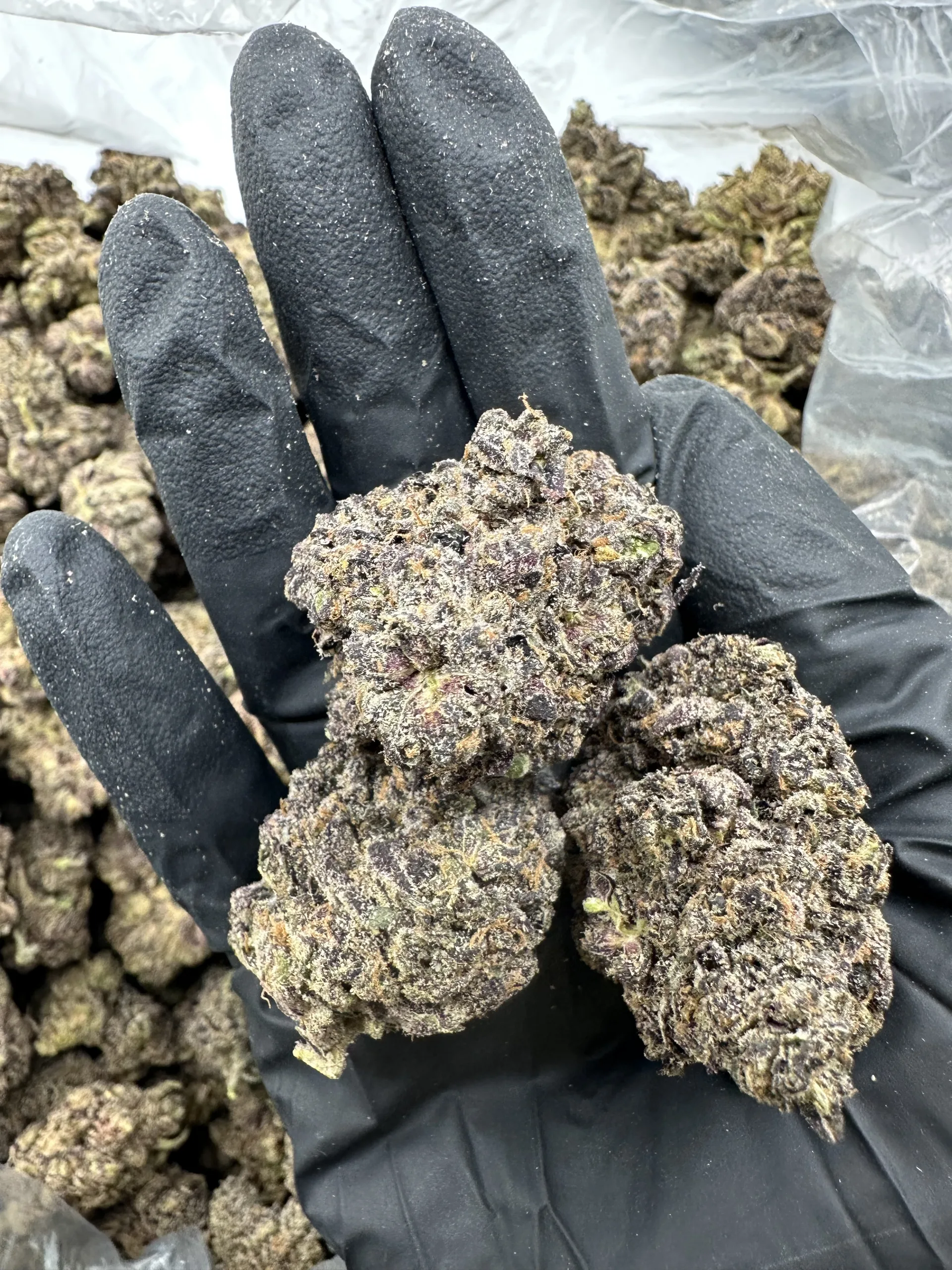 Mermaid Tears buds with dense frosted structure and refined calyx form
