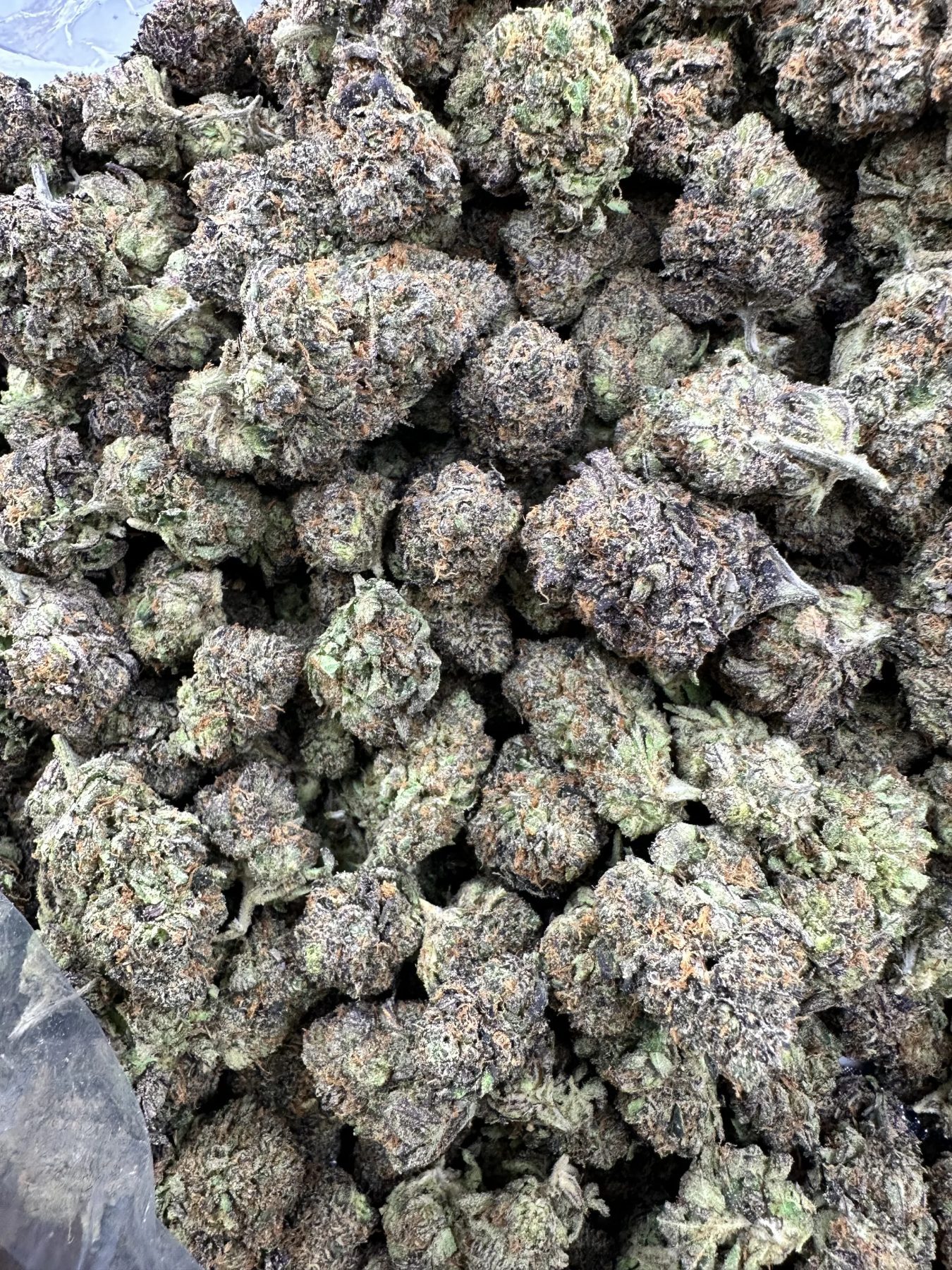 Rainbow Gruntz top-shelf flower displaying premium trichome frosting, compact calyx layers, and terpene-rich resinous surface