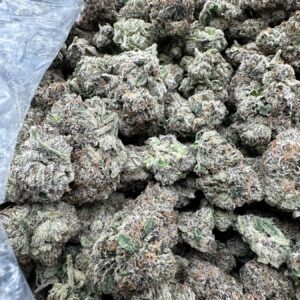 Sunset Bolo top-shelf flower with refined frosty trichome coverage, dense sage-green buds in premium macro view