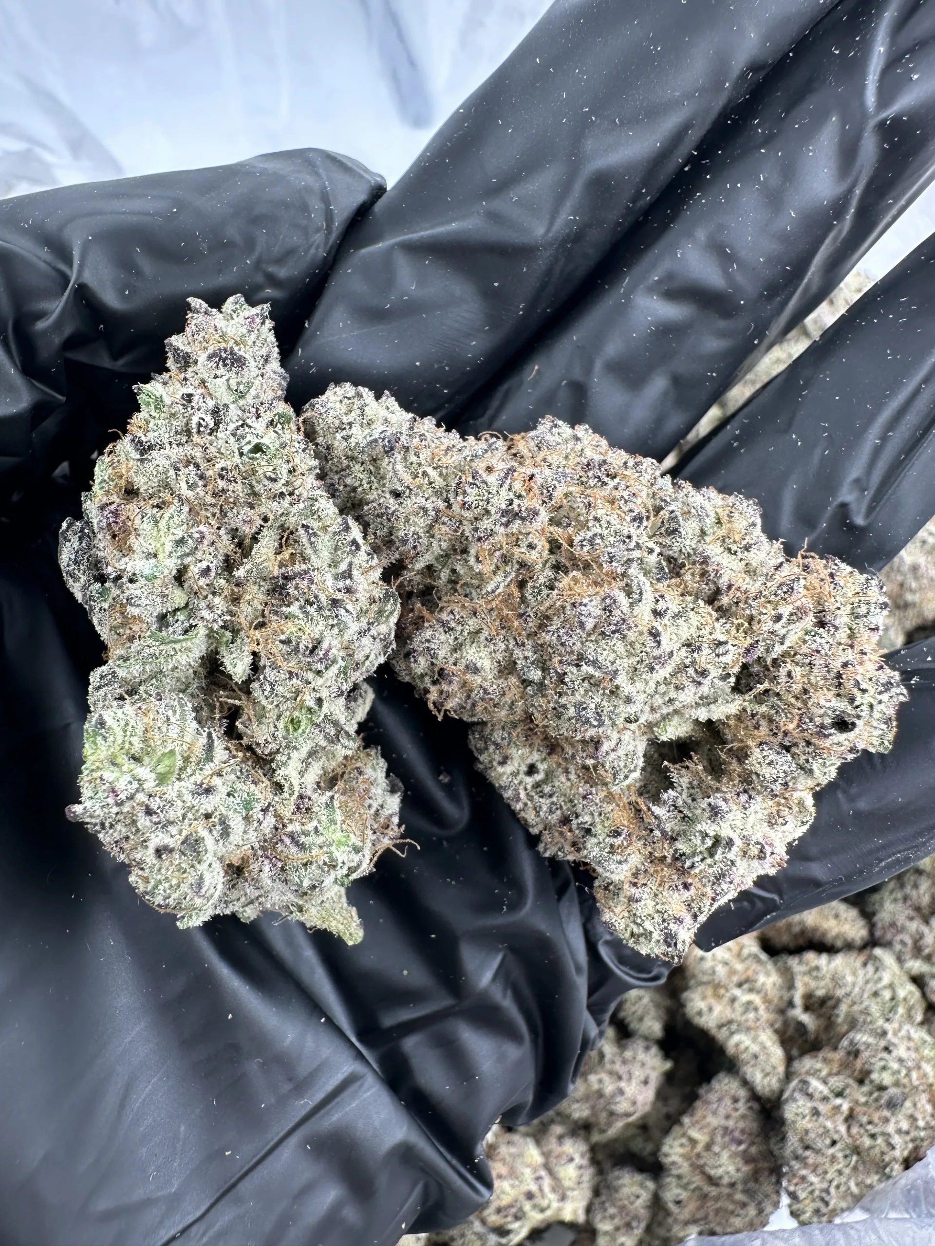 Aloha Sugar top-shelf flower – two premium buds with refined trichome-rich structure and dense calyx