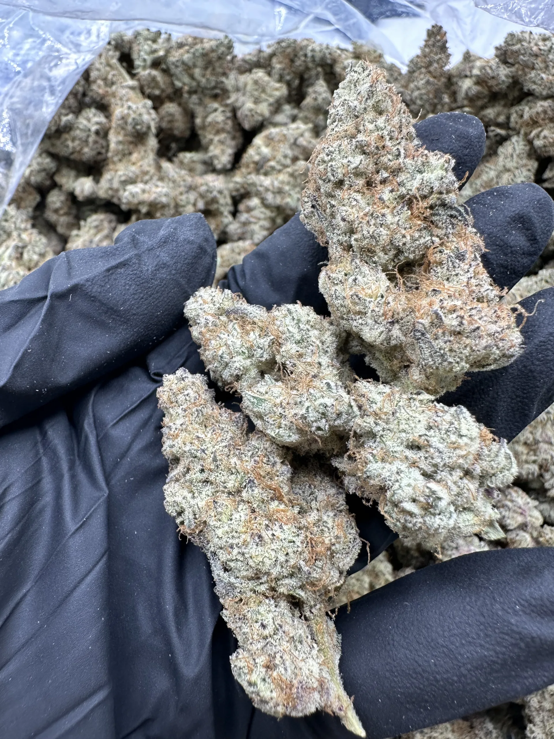 Aloha Sugar premium flower displaying refined trichome crystallization and curated bud quality