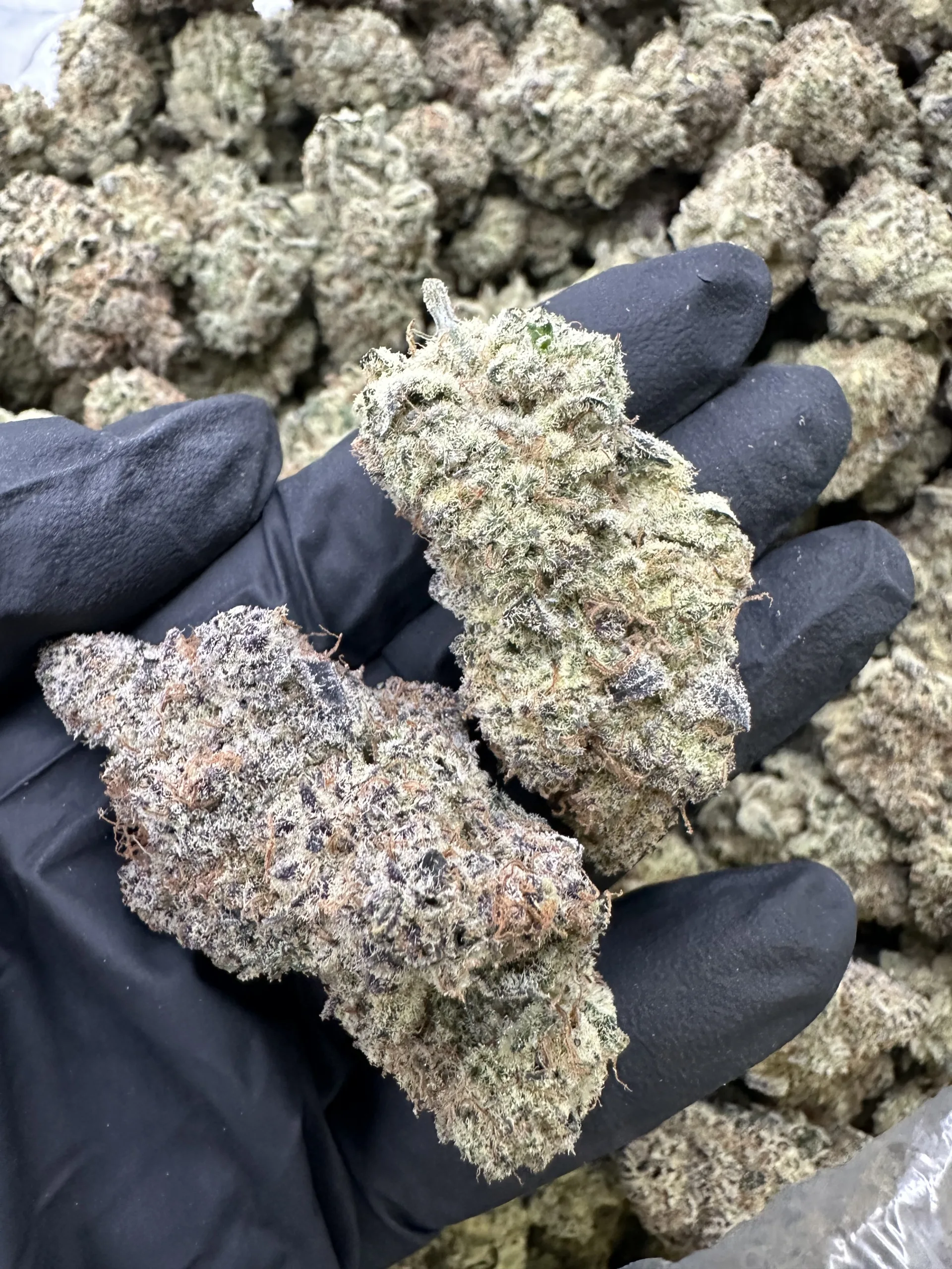 Blueberry indica top-shelf flower macro displaying refined frosty trichome coverage and hand-selected dense bud structure