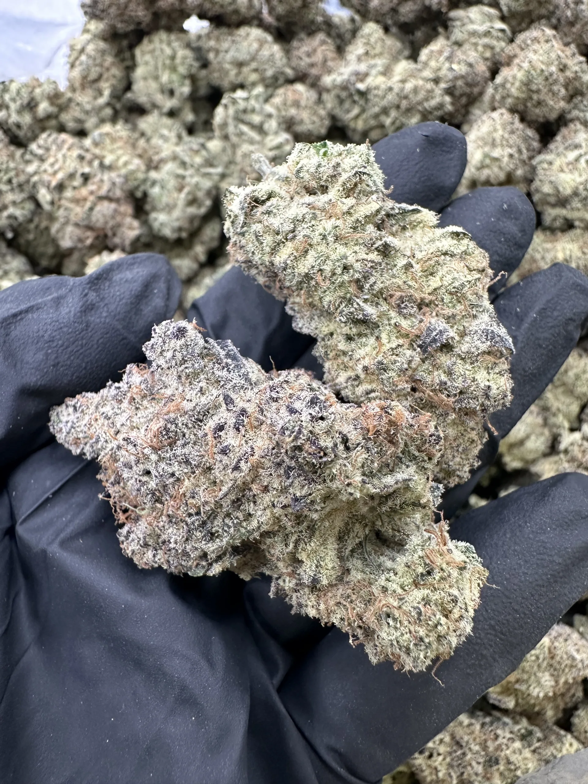 blueberry: two dense buds in macro showing refined trichome crystalline coat and premium structure