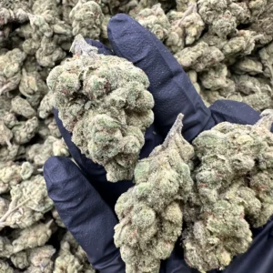 Cheetah Piss top-shelf flower—three hand-held nubbular buds with refined dense trichome frost, lime-green calyx, and signature compact structure; premium terpene-rich appearance