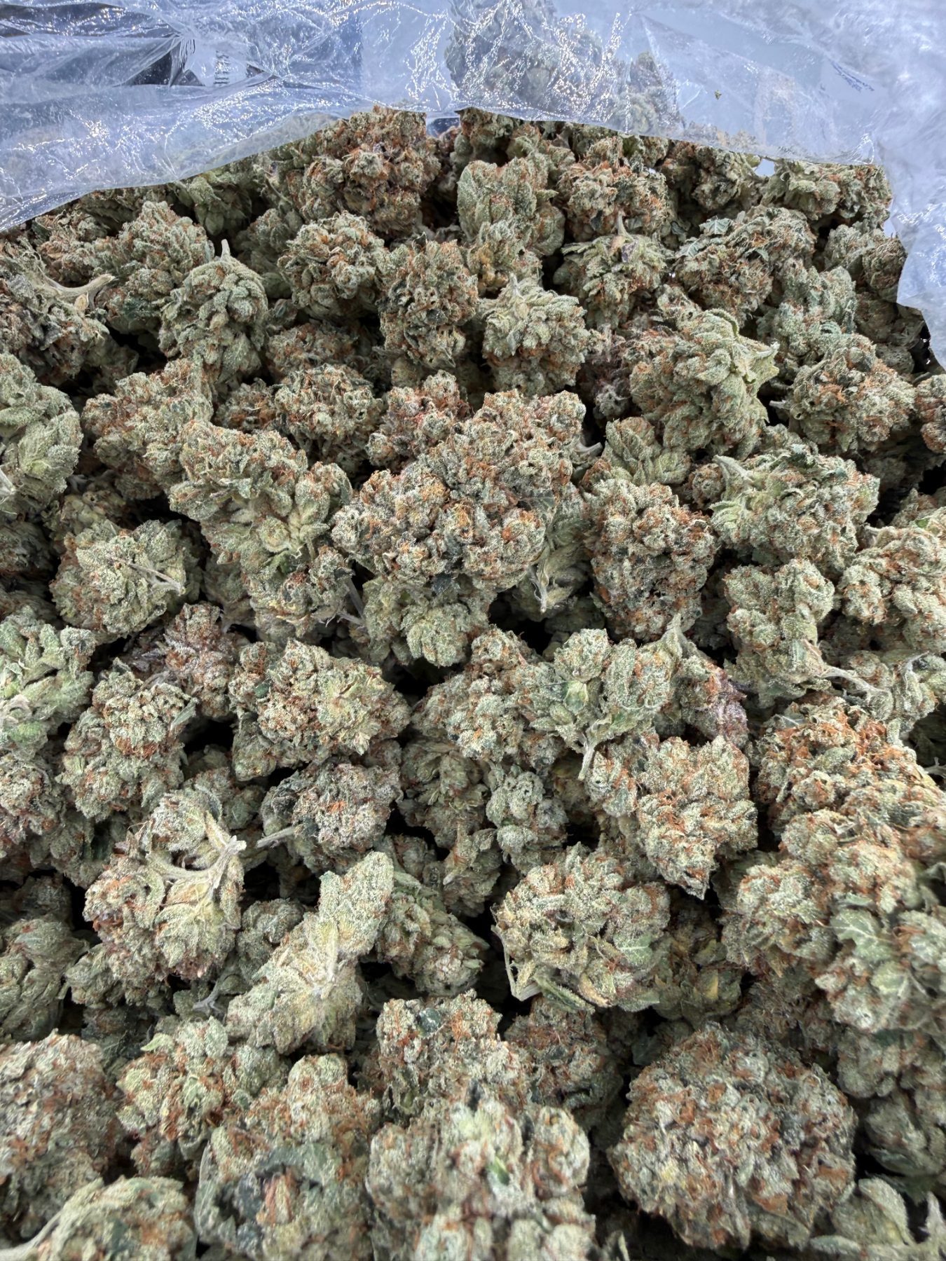 Kosher Kush showing dense multi-branch buds with light sage-green coloration, orange pistil detail, and frosty trichome coverage